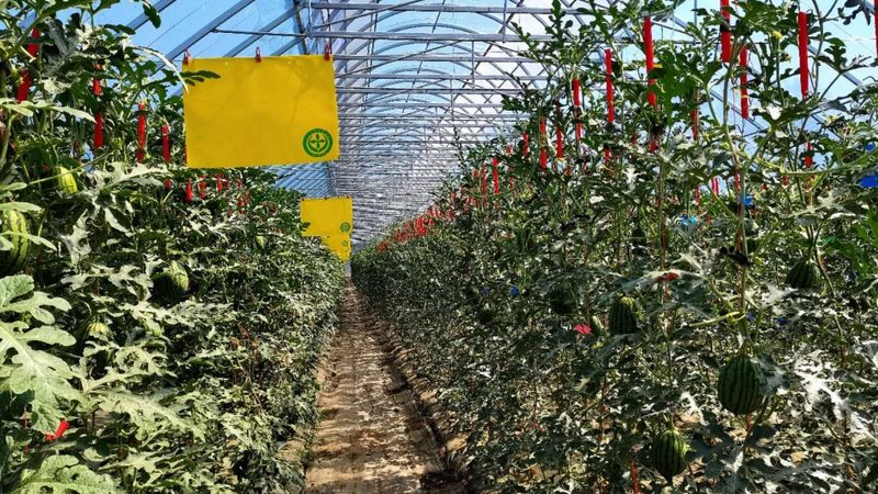大棚种植成本解析：一亩多少钱的真相**