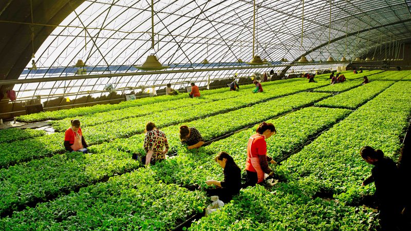 成都绿色食品批发市场的寻踪之旅