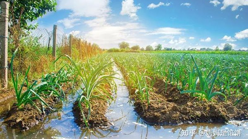 盐城市亭湖区忠之诚家禽经营部
