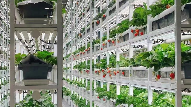 水果种植合作社电商渠道年收入